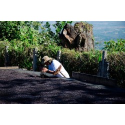 Café connaisseur du Pérou – un arôme riche et authentique né de la passion des producteurs d’Incahuasi.