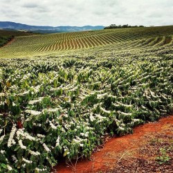 Café connaisseur du Brésil, Sul de Minas